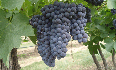 Wine-Grapes(Syrah)