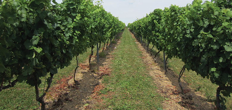Conventional vineyard floor management