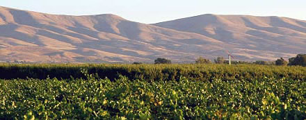 Yakima Vineyards