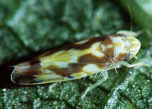 virginia creeper leafhopper