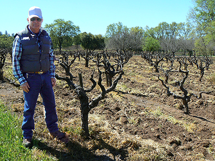 dry farm vineyards amador county