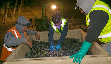 california wine grape harvest
