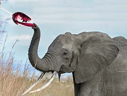 elephant prohibition