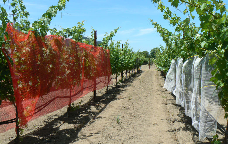 wine vineyard nets color growing