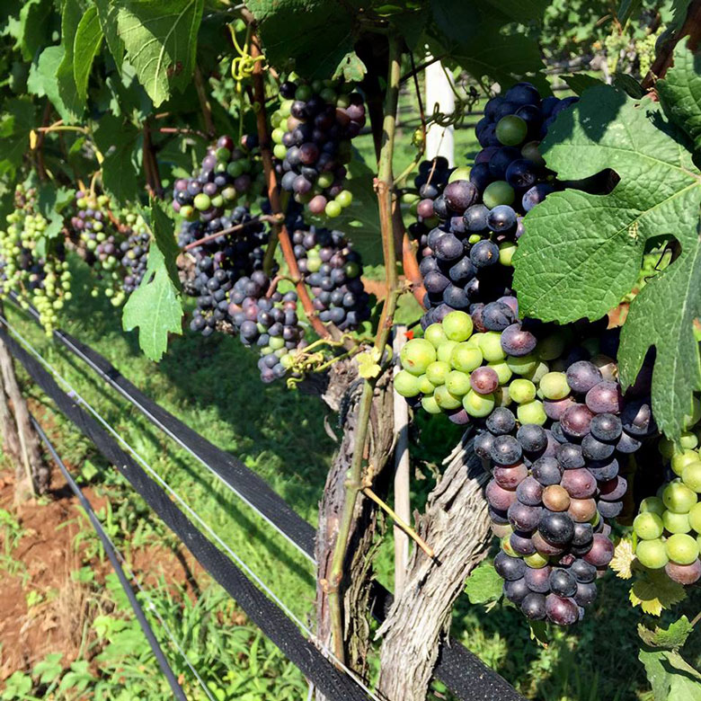 wine grape vineyard early mountain virginia harvest