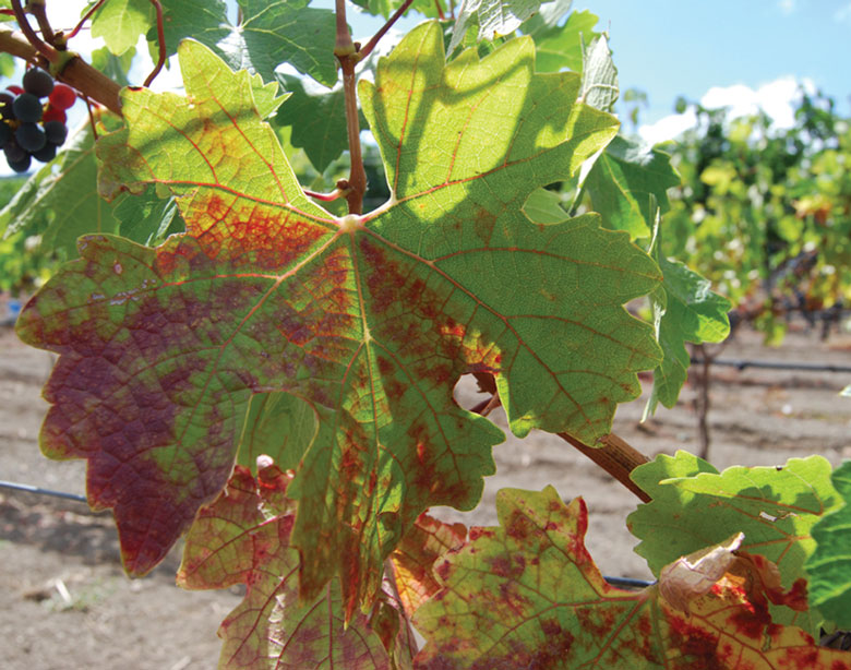 wine grape vineyard red blotch virus