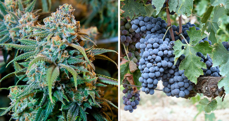 wine grape vineyard growing mendocino labor machine harvesting