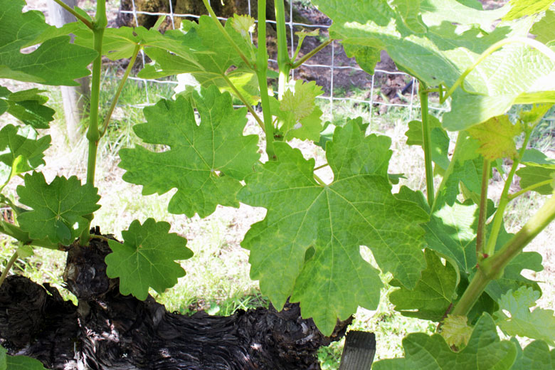 wine vineyard pinot gris fanleaf virus grapevine arizona