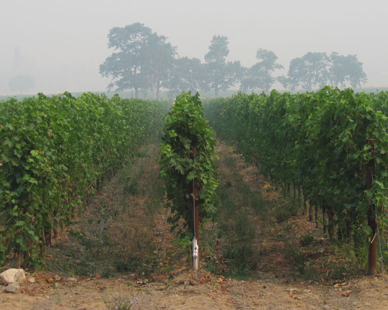 wine grapes vineyard northwest smoke
