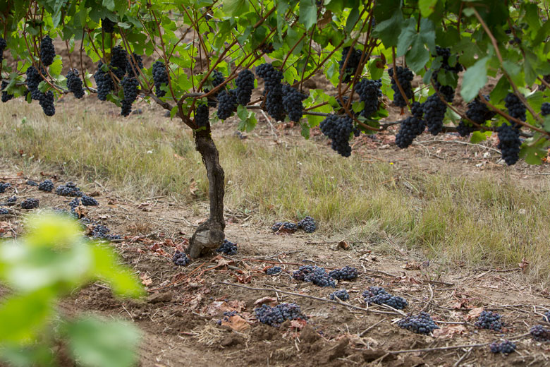 wine oregon wineries vineyards harvest oregon fruit thinning