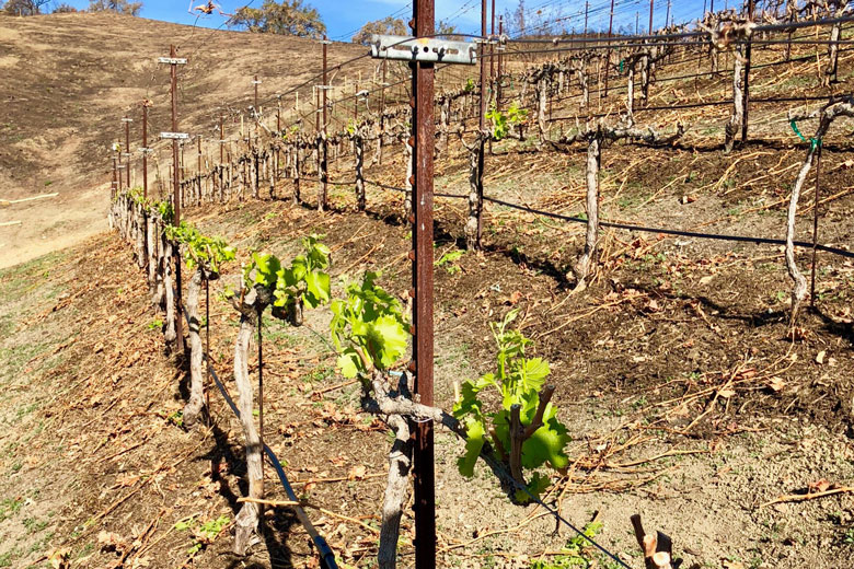 wine ojai vineyard bud break growing season