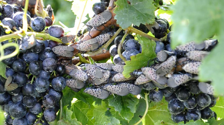 wine grape spotted lanternfly vineyard