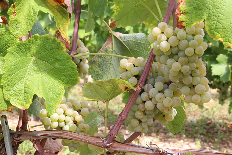 Гибриды винограда для вина