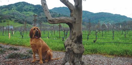 Winery Dog Sniffs Out TCA