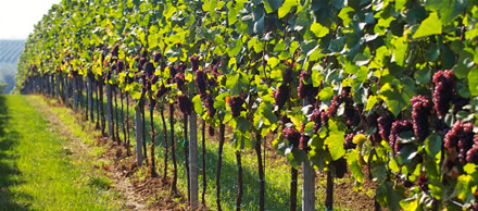 Busting Vineyard Myths
