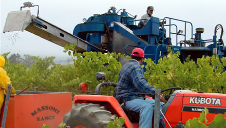 High-end winemakers warm slowly to machine harvesting