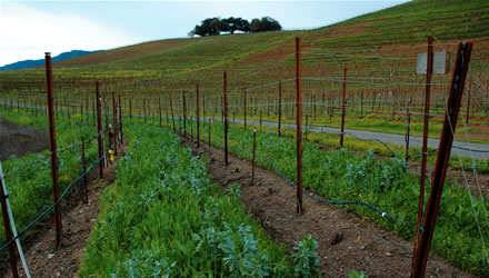 Organic winegrowing