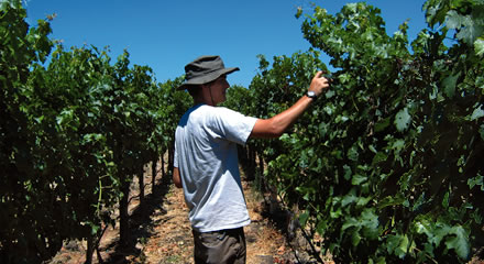 Organic vineyard pest control