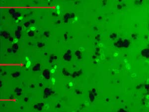 Epifluorescence micrograph Brettanomyces bruxellensis