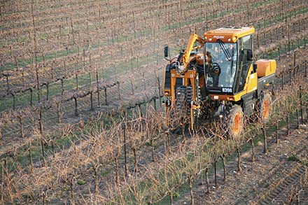 mechanized vineyard