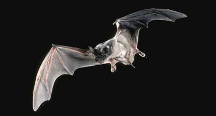 Mexican free tailed bat