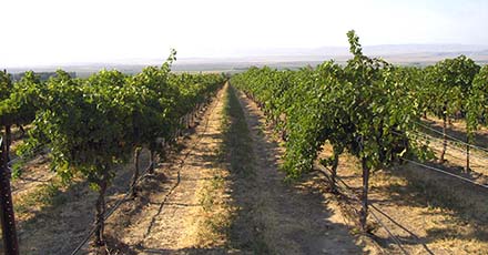 washington vineyards