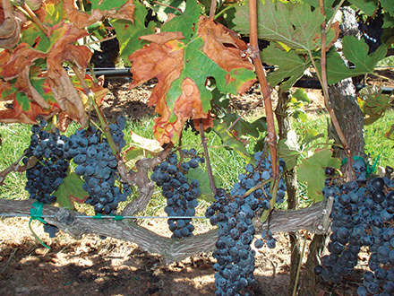 Controlling PD in Texas and Missouri - Wines Vines Analytics