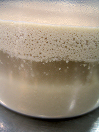 Adding hydration during yeast inoculation