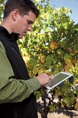 iPad in vineyard