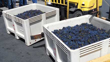 Small harvest in Paso Robles